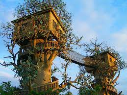 ツリーハウス Treehouse 建築技術の発達で夢ではなくなった快適な樹上生活 | BIRD YARD